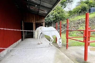 a white horse standing next to a red fence at Cabaña La Finca in Cervantes