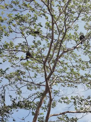 two birds sitting in the top of a tree at Nosara Hideaway 3 - BREAKFAST PROVIDED & Mountain View Cabins in Nosara