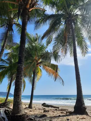 a group of palm trees on a beach at Casa Mor - Surfhouse - 2 min from the beach in Santa Teresa Beach