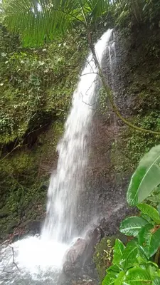 a waterfall in the middle of a forest at Pandanus Lodge & Retreats Bungalow Strelizia in San Ramón
