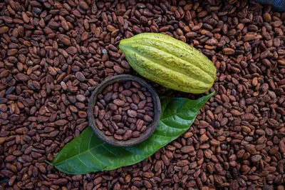 a pod of coffee beans and a green leaf at Pandanus Lodge & Retreats Bungalow Strelizia in San Ramón