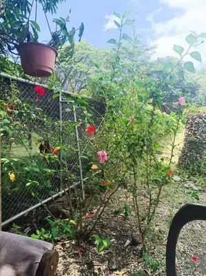 a garden with a plant with flowers and a basket at Nosara Hemp House in Nosara