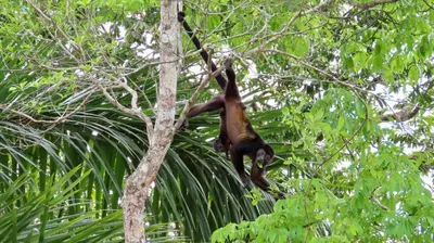 a monkey hanging from the top of a tree at Villas Pura Vida - Guapinol in Río Negro