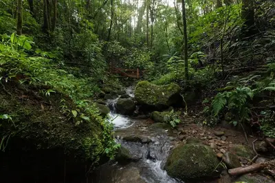 a stream in the middle of a forest at Refugio Monteverde house, privacy & ocean view! in Monteverde Costa Rica