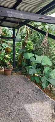 a bunch of bananas are hanging from a fence at La dulce Casita in Uvita