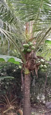 a bunch of green bananas on a palm tree at La dulce Casita in Uvita