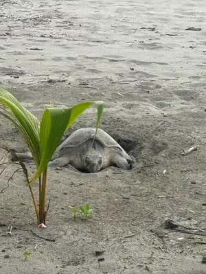 a sea turtle laying on the beach next to the water at Cima Del Mar in Sámara