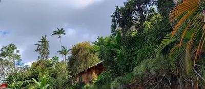 a house in the middle of a forest of trees at La cabaña de Eugenio in Convento