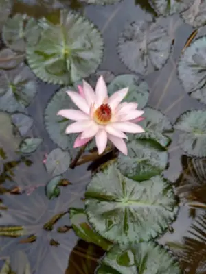 a pink flower in a pond with lily pads at La cabaña de Eugenio in Convento