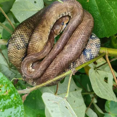 a snake is sitting on a tree branch at Mangrove boat tour lalo it is just a tour in Quepos