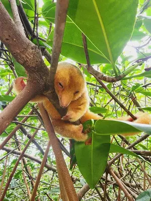 a small orange kitten is sitting in a tree at Mangrove boat tour lalo it is just a tour in Quepos