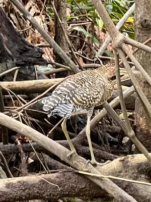 a bird walking on sticks in a tree at Mangrove boat tour lalo it is just a tour in Quepos