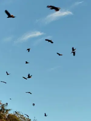 a group of birds flying in the sky at Hospedaje Rancho mi Tata in Solania