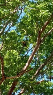 a bird sitting on the branches of a tree at Puertohumo in Puerto Humo