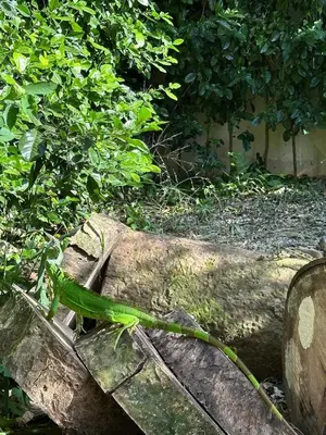 a green lizard sitting on top of a rock at Hotel Bella Tamarindo Guanacaste in Tamarindo