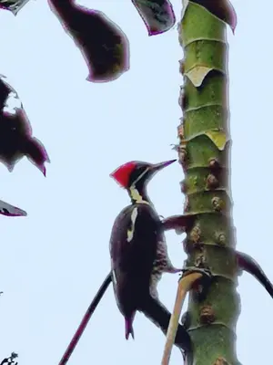 a bird perched on the side of a palm tree at Papaya Lodge in Bijagua