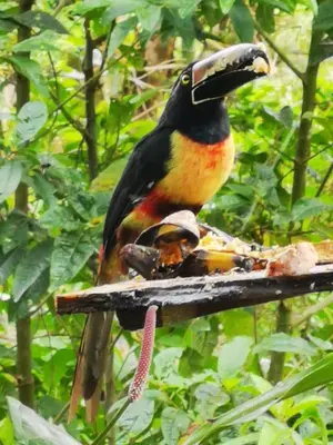 a bird sitting on top of a branch at Papaya Lodge in Bijagua