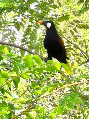 a black bird sitting on a tree branch at Papaya Lodge in Bijagua