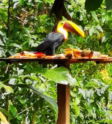 a toucan sitting on top of a bird feeder at Papaya Lodge in Bijagua