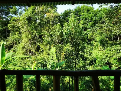 a view of a forest from a balcony at Papaya Lodge in Bijagua