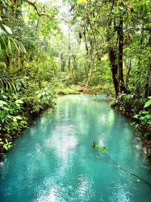 a river in the middle of a forest with blue water at Papaya Lodge in Bijagua