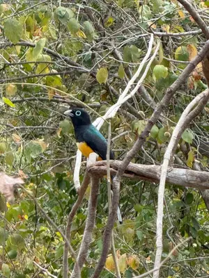 a bird perched on top of a tree branch at Colonial Guanacaste Villas in Guanacaste
