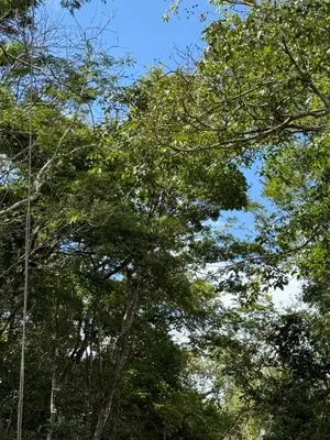 a group of trees with the sky in the background at Colonial Guanacaste Villas in Guanacaste