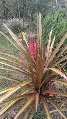 a pineapple growing on top of a plant at Aloha chirripo cabaña familiar in Convento