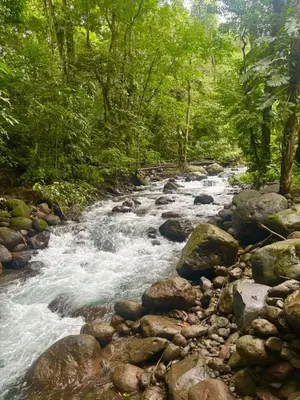 a stream of water with rocks and trees at Arenal by the river in San Francisco