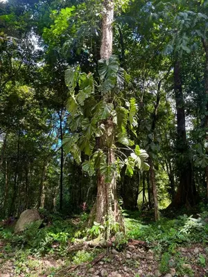 a tree in the middle of a forest at Arenal by the river in San Francisco