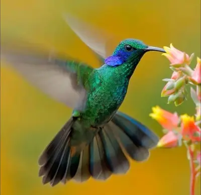 a hummingbird in flight next to a flower at Private Tail House centre Uvita in Uvita