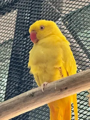 a yellow bird is sitting on a pole at Blue Ridge Retreat in Potrero