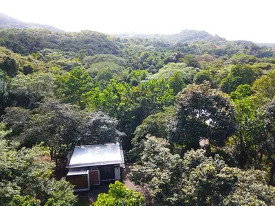 a cabin in the middle of a forest of trees at Casita Jungle Nest non active in Matapalo