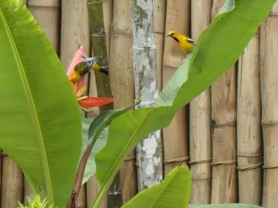 two birds sitting on top of a banana leaf at Hotel Carmen Costa Coral in Tambor