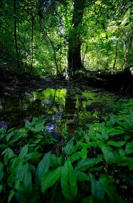 a stream in a forest with green plants and trees at Cabinas La Fulanita in Nicoya