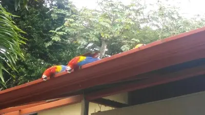two colorful parrots sitting on top of a roof at Coyaba Tropical Elegant Adult Guesthouse in Manuel Antonio