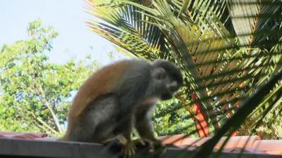 a monkey sitting on top of a roof at Coyaba Tropical Elegant Adult Guesthouse in Manuel Antonio