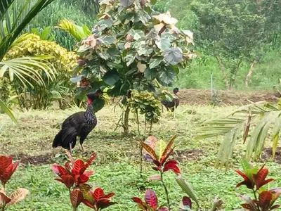 a peacock standing in the grass near a tree at Valle Arenal in Fortuna