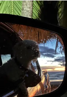 a reflection of a dog in the side view mirror of a car at Casa Leona in Quepos