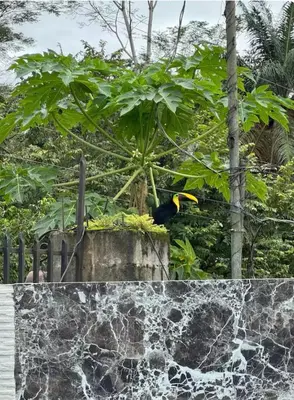 a black bird sitting on top of a fence at Casa Leona in Quepos