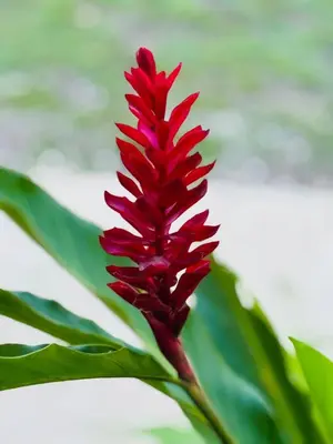 a red flower on a plant with green leaves at Chalet de los ciervos in Isla Cabuya