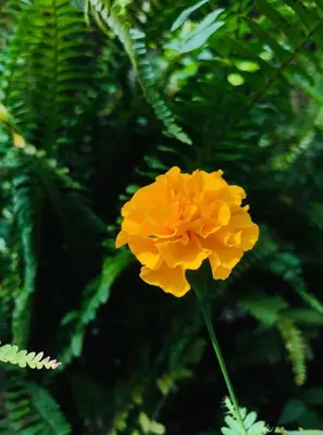 a yellow flower in front of a green plant at Cabañas La Montaña in Monteverde Costa Rica