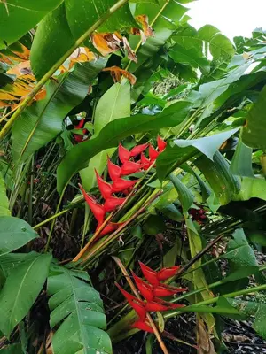 a group of red flowers on a banana tree at Casa de campo Aguinaldo in Fortuna