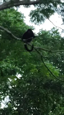 a black bird sitting on a tree branch at Nidos Paradise's in Buenos Aires
