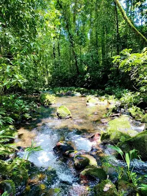 a stream in a forest with rocks and trees at Quintaesencia Arte y Naturaleza in Guápiles
