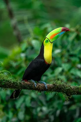 a colorful toucan perched on a tree branch at Quintaesencia Arte y Naturaleza in Guápiles