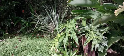 a plant in a garden with green plants at La Dulce Casita in Uvita