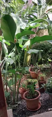 a group of plants in pots in a garden at La Dulce Casita in Uvita