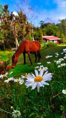 a horse grazing in a field with a flower at Finca La Picuda Quetzal Cottage in Cartago