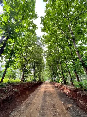 a dirt road in the middle of a forest at La VanDida, Camper house in Paraíso